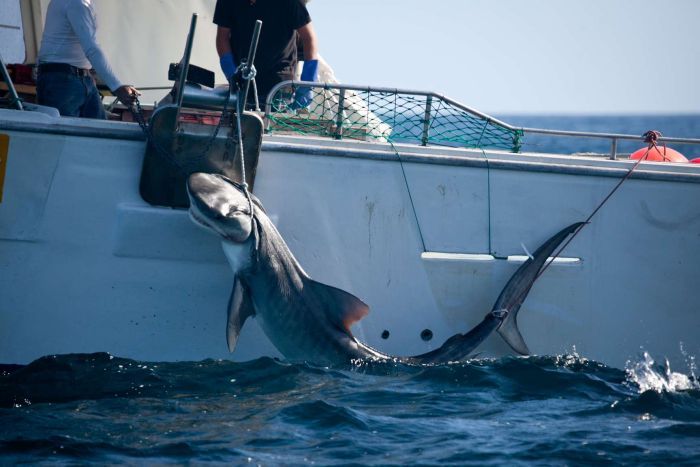 Shark cull Queensland